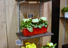 Rudy Raes' new Colibri series are "short-stemmed Primulas with exceptional outdoor performance and is a future competitor to violets. They have lots of flowers, short stems and can withstand frost well."